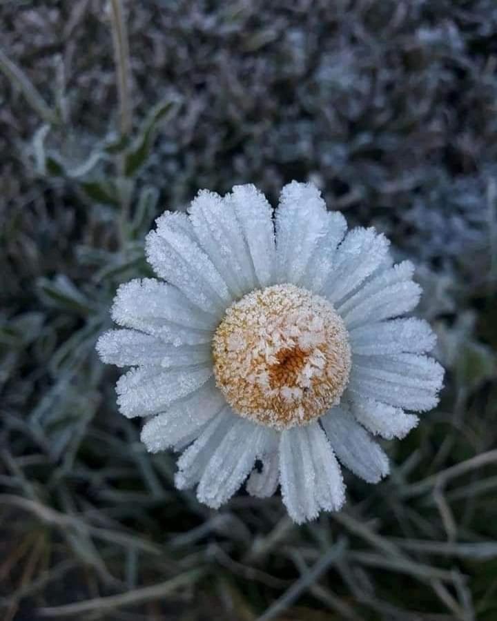 Chalé da Vó Rosa Monte Verde  Esterno foto