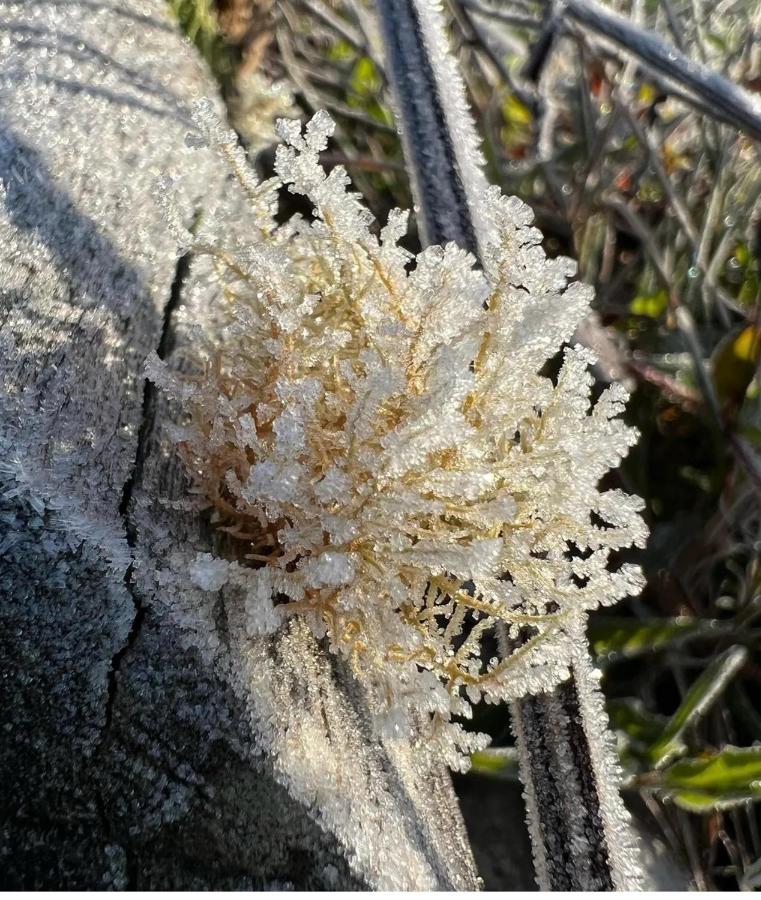 Chalé da Vó Rosa Monte Verde  Esterno foto